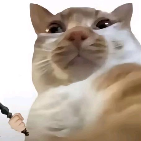 猫仔