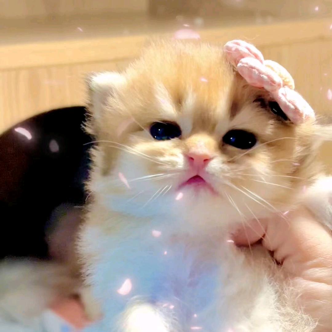 娇爷家的猫部落