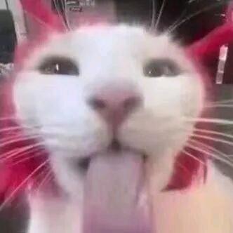 水磨洋芋(克死过9个男的)