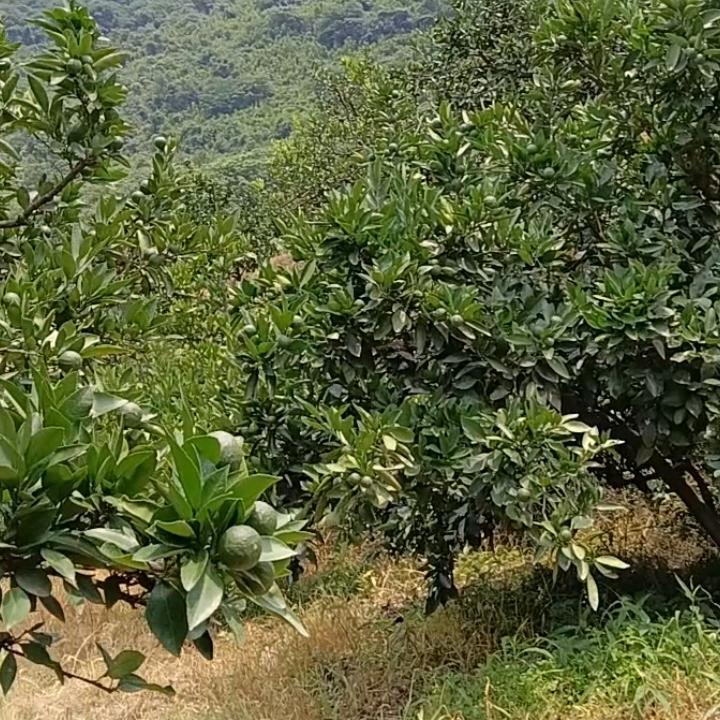 石门花轿出租
