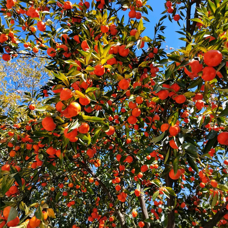平平安安就是福
