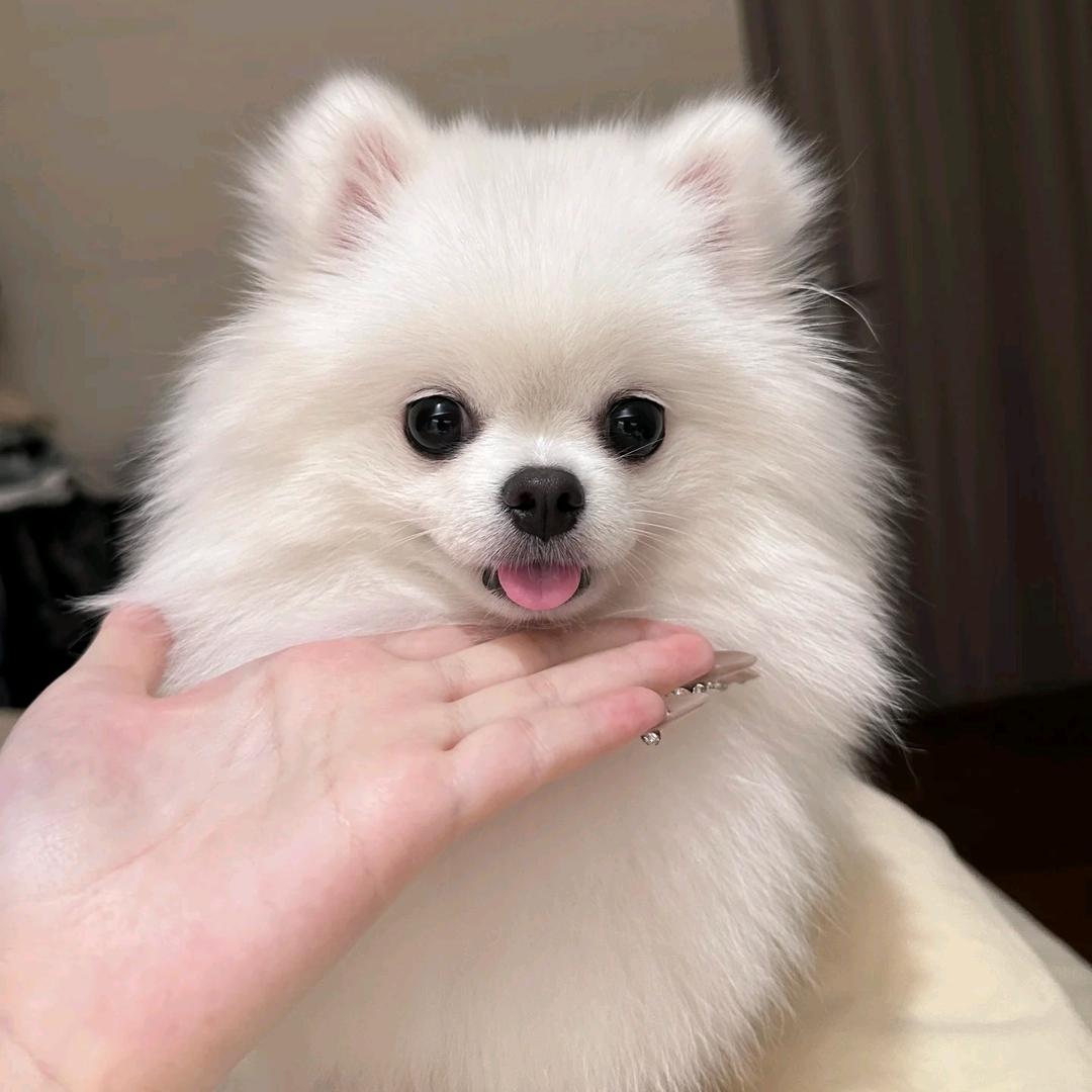 小茜🌸（丝信）