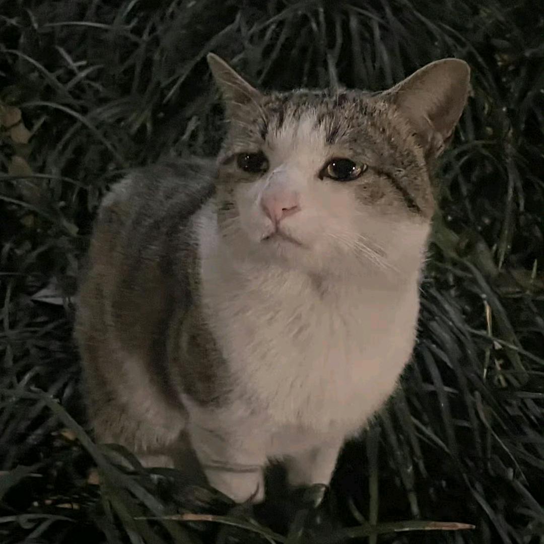 恶魔少爷别吻我