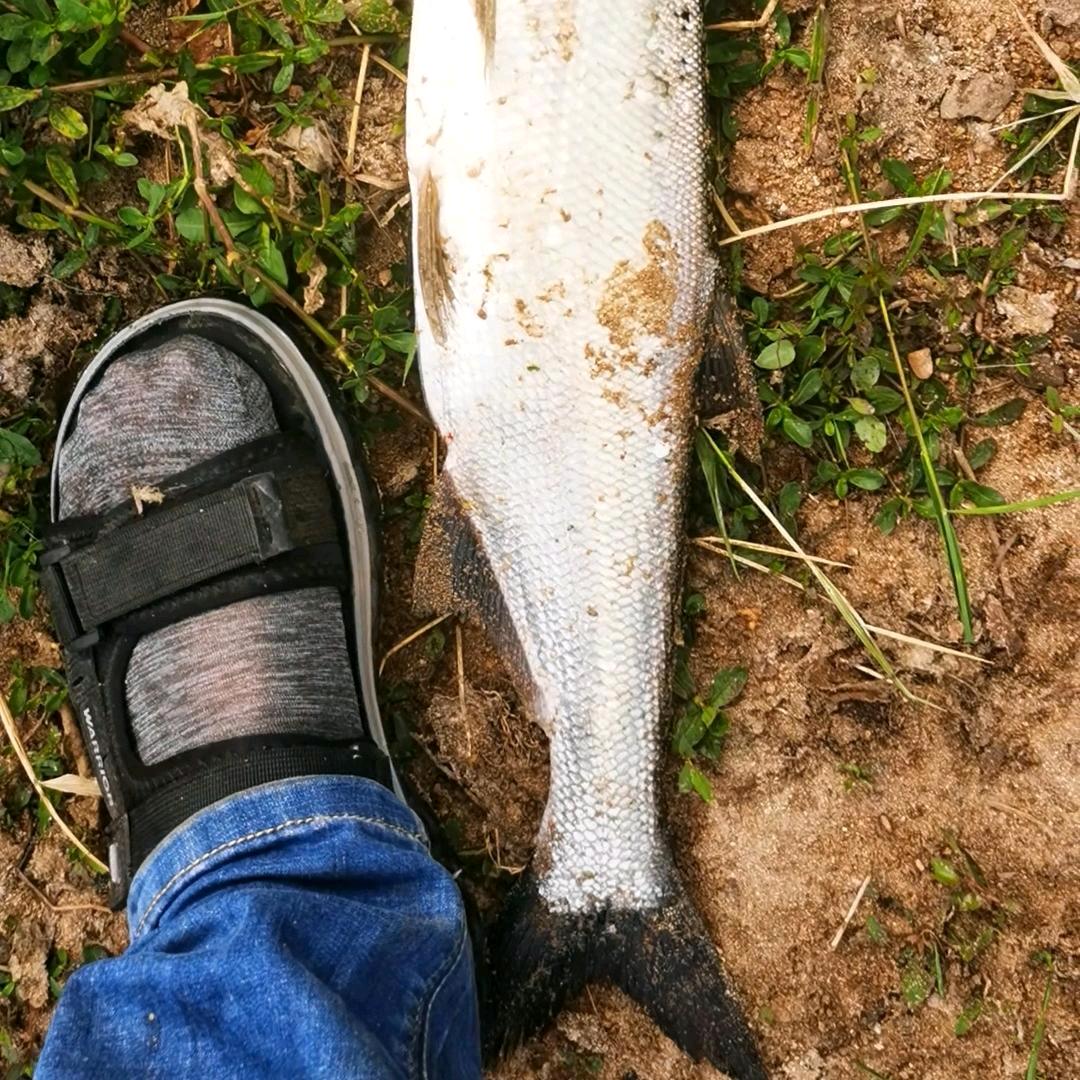 段公子⁹⁵²⁷（明）