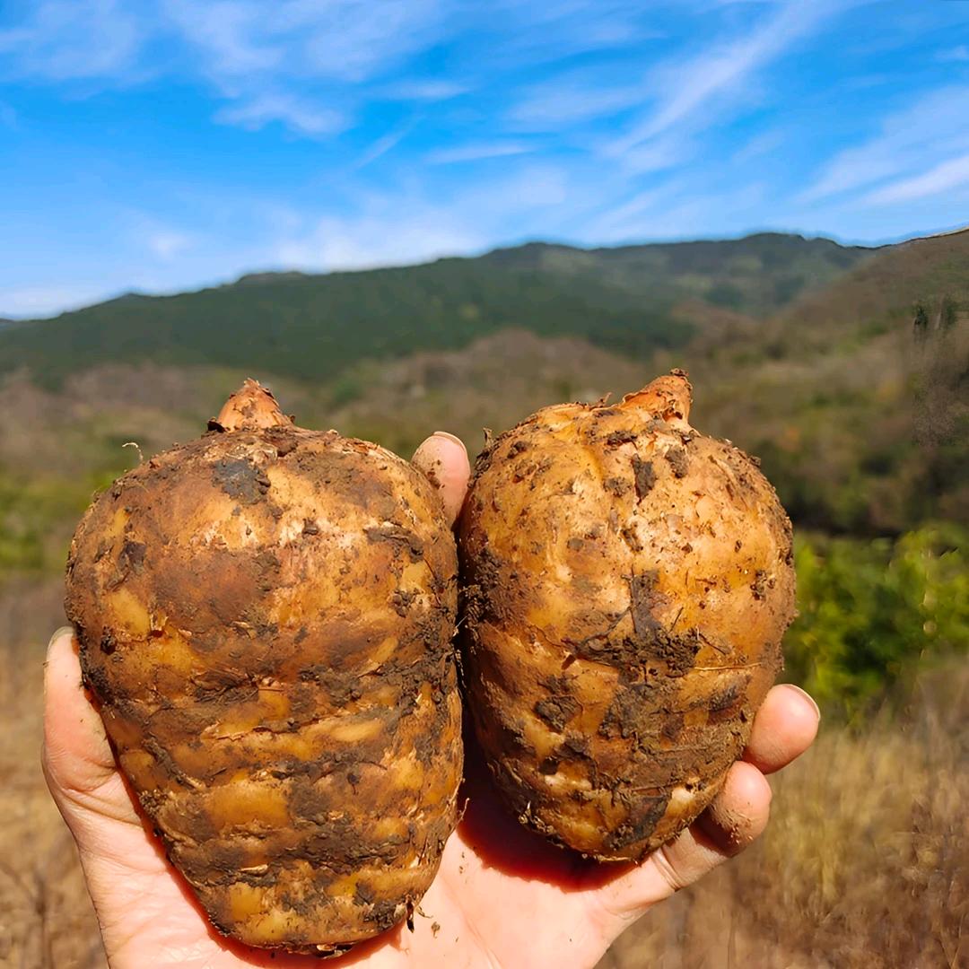 佗卓堂彝良臻品滋补专卖店