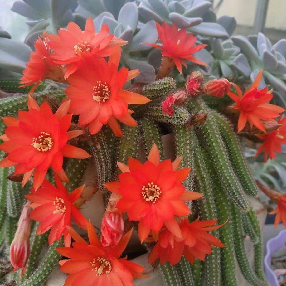 溧水梦燕～鳳凰