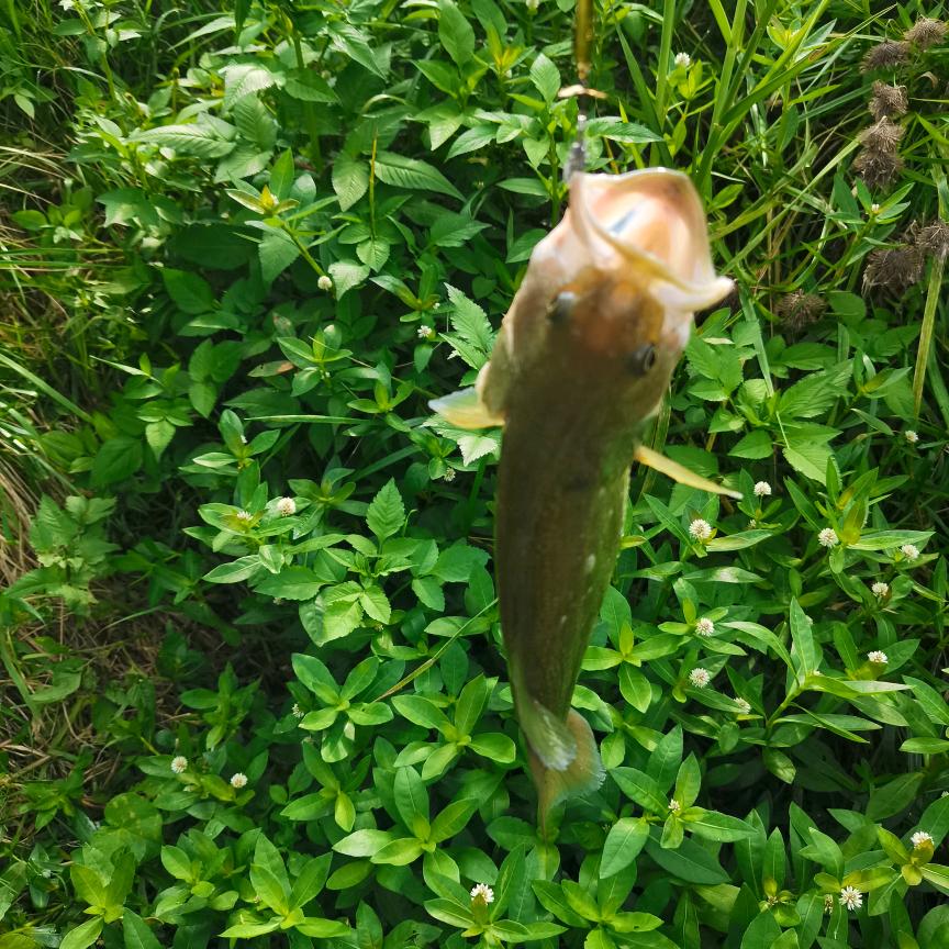 四海游龙