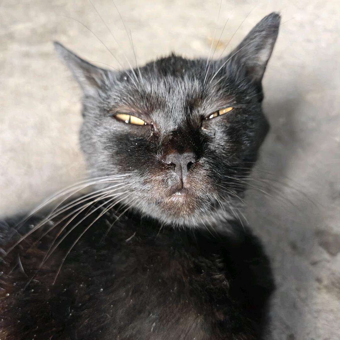 黑猫子