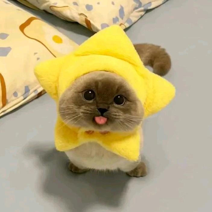 卷卷🥳