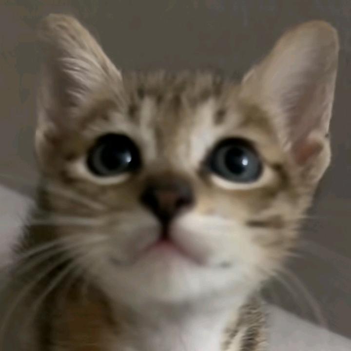 乌皇