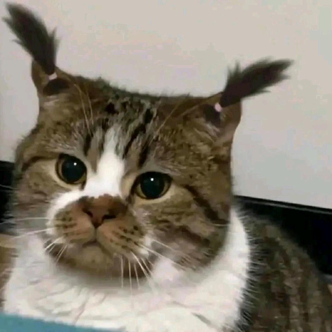 南乔