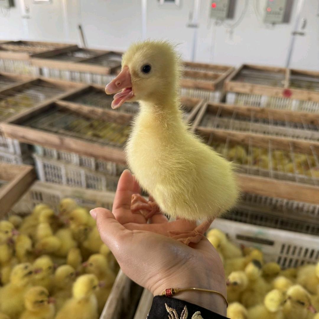 欣旺孵化
