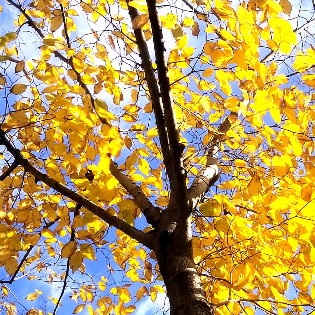 ── 展开528条回复 ⌵