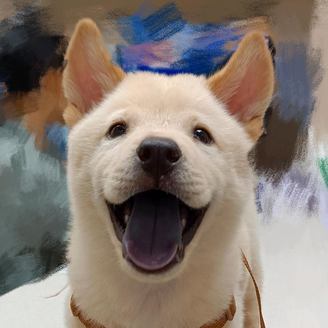 狗狗头