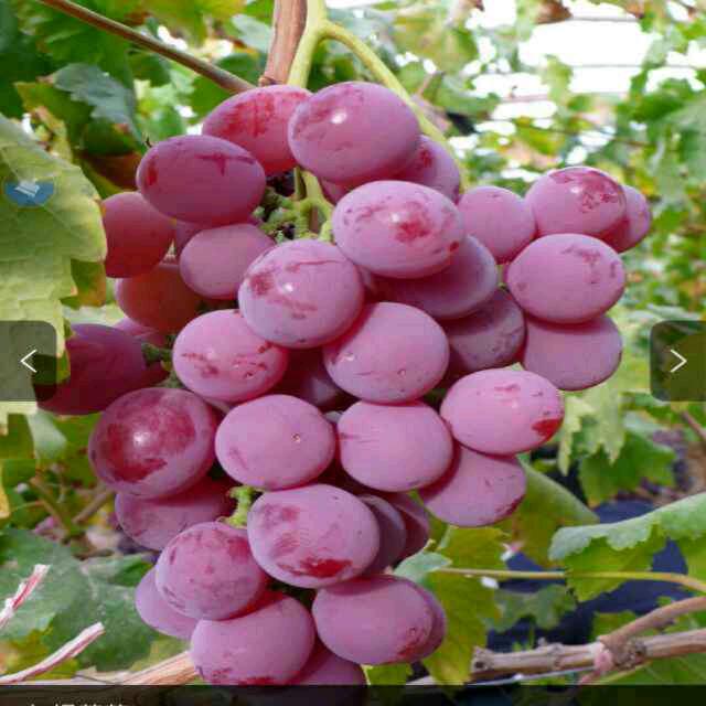 @微微一笑: ღ᭄🍒清醒᭄