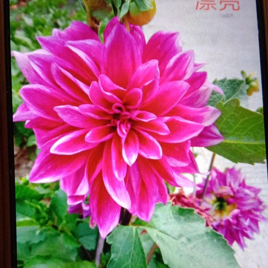 美丽家园