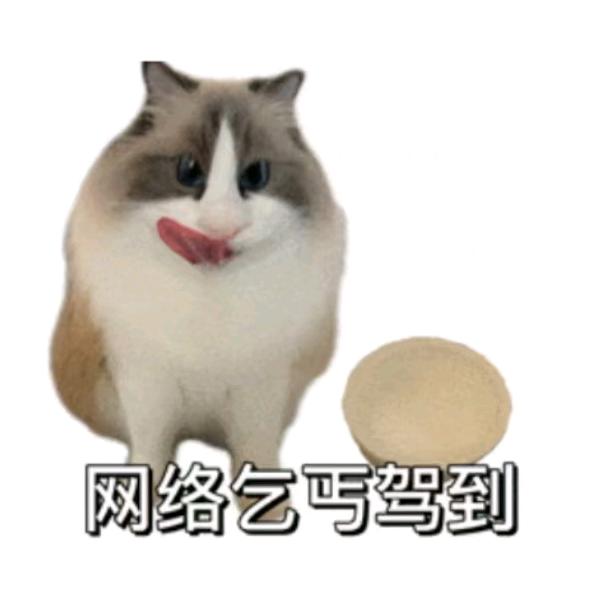 狸花苗