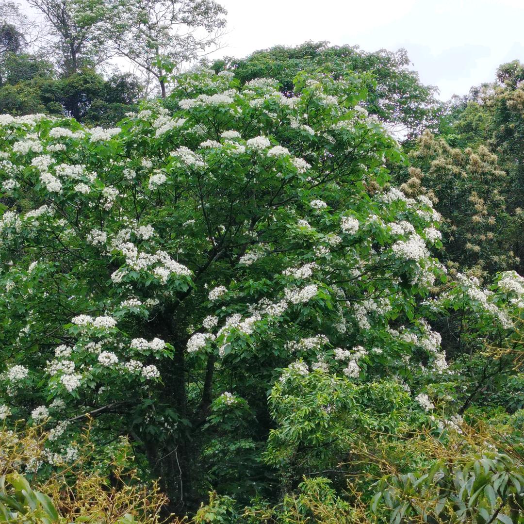 男人要像狼一样活着