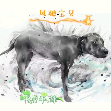 六盘强子（风驰）