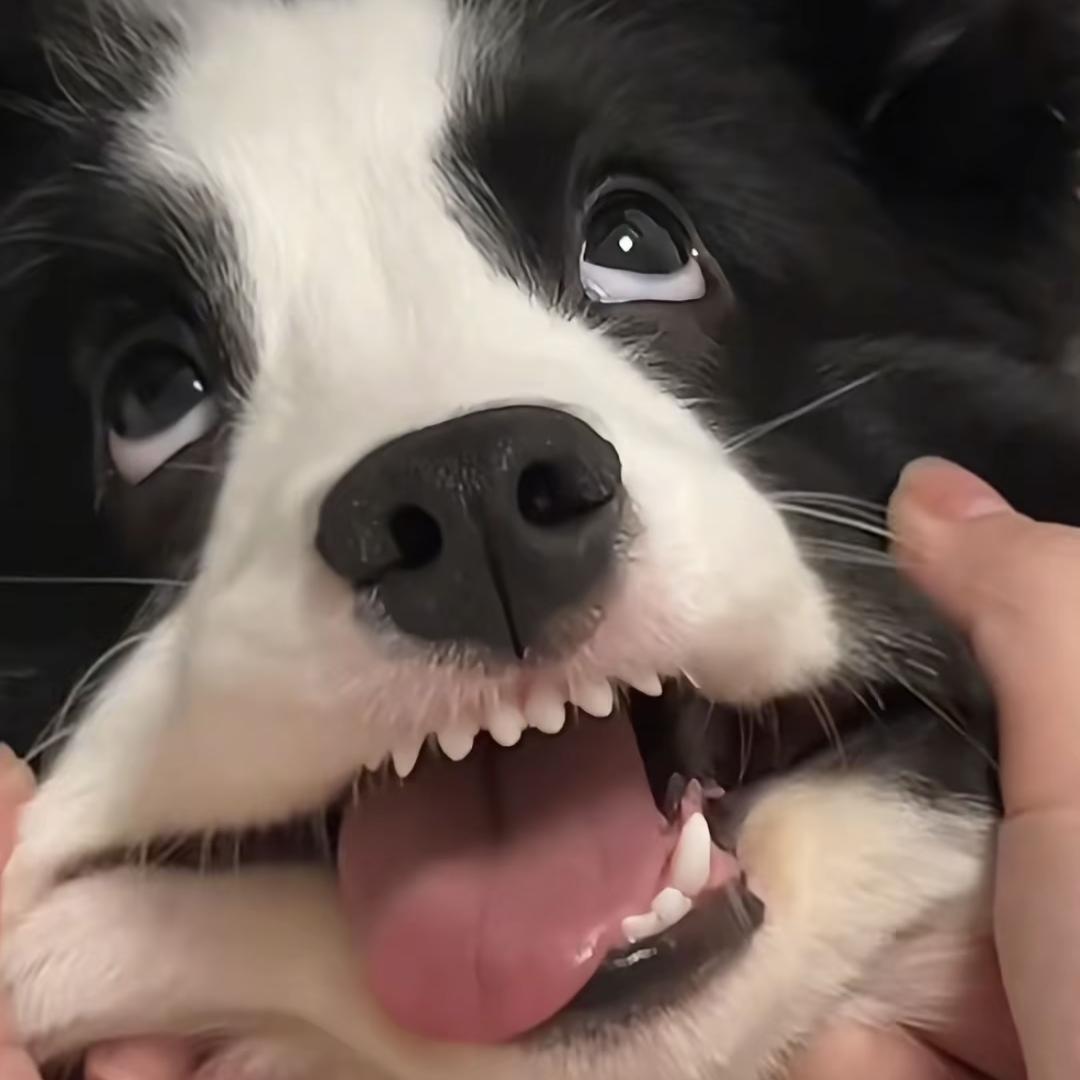 章鱼哥