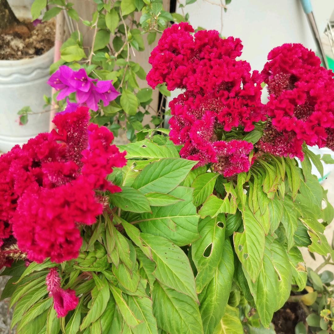 口天💋🧚🏻‍♂️吴