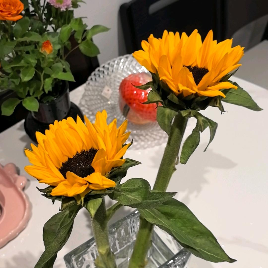 向日葵🌸
