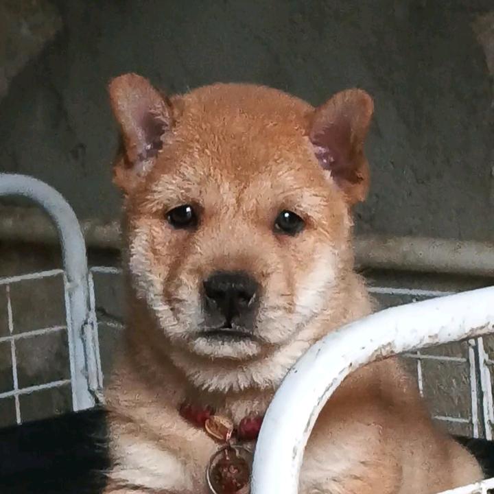小飞飞高颜值土猎犬