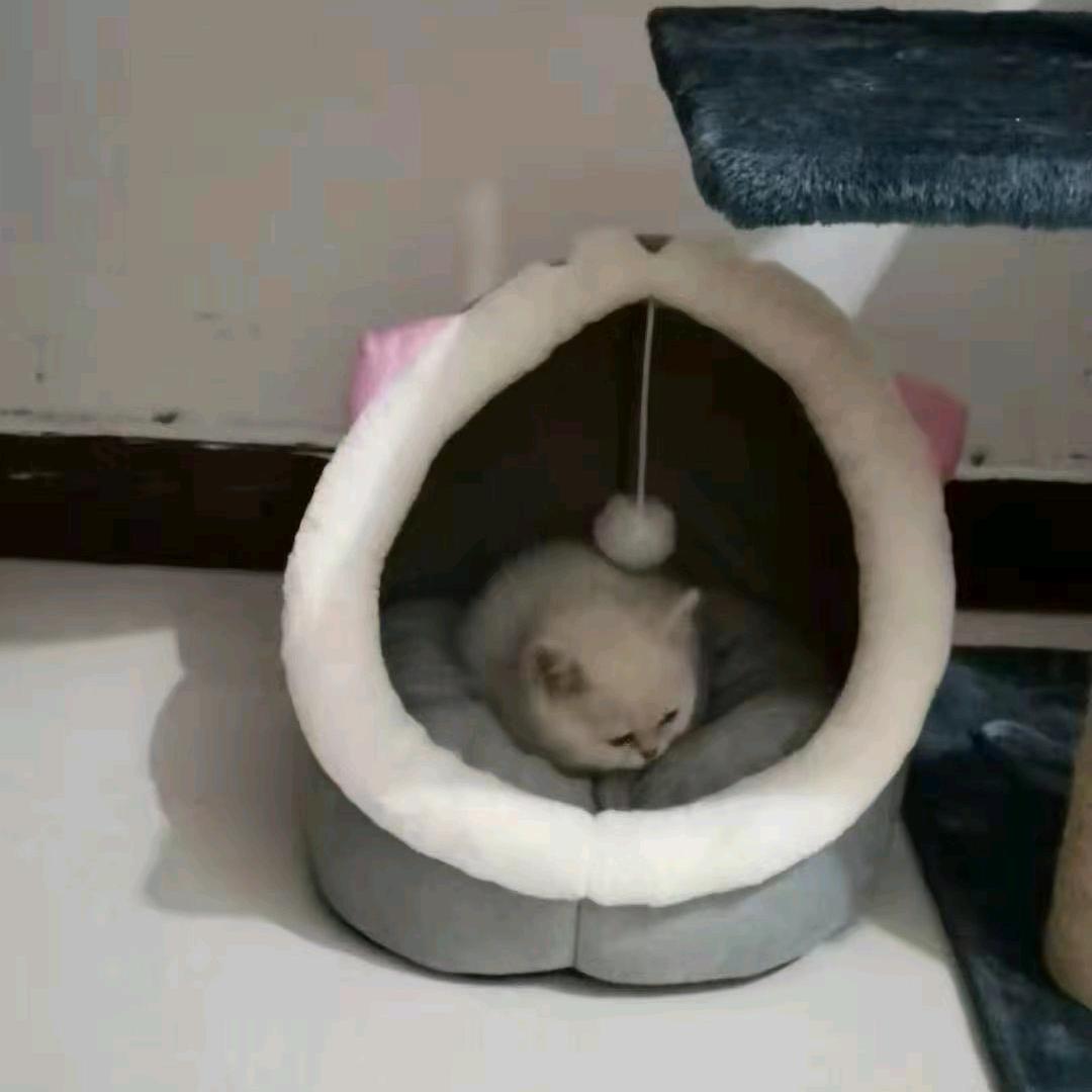 李小团与铲屎官