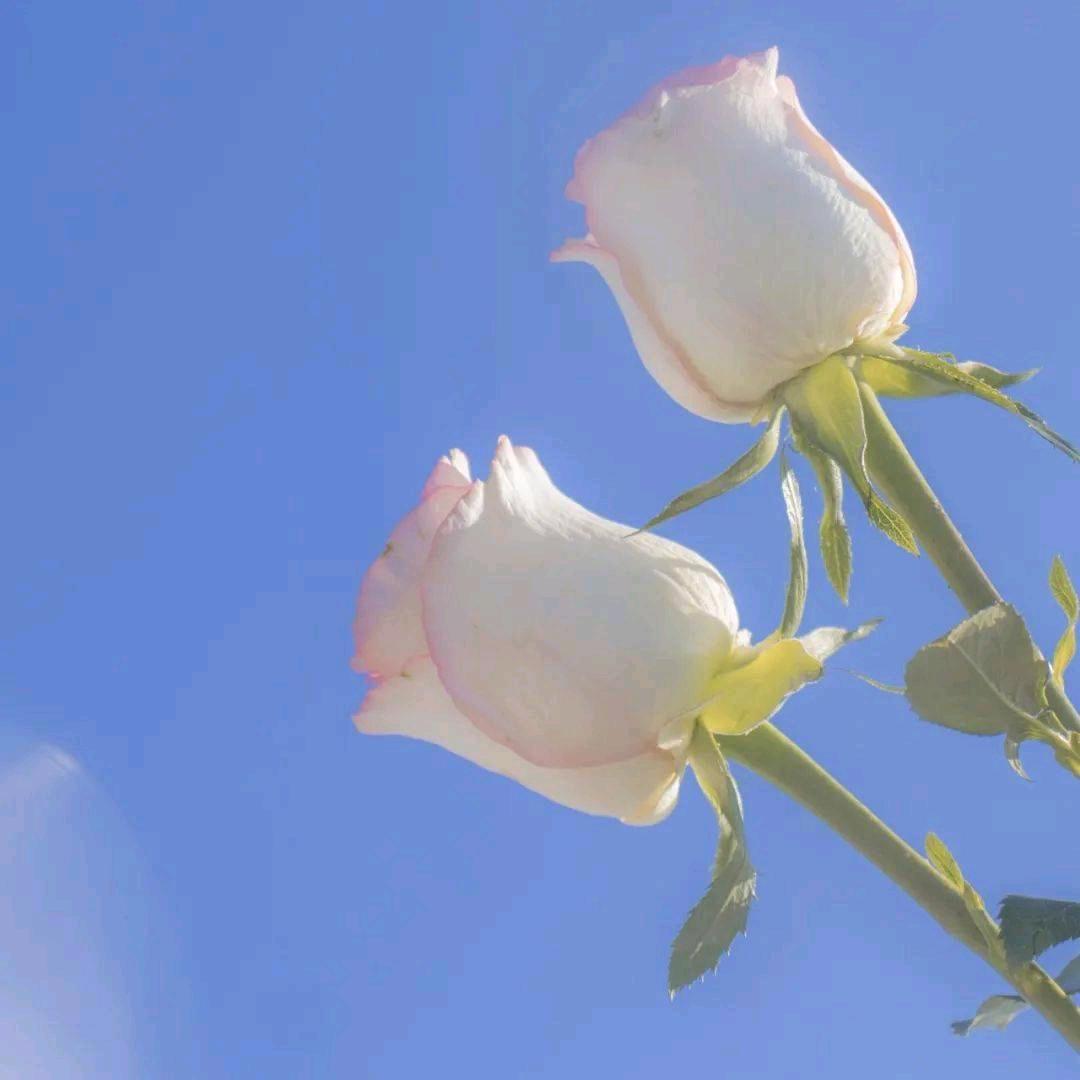 @🌺往事如烟🌹