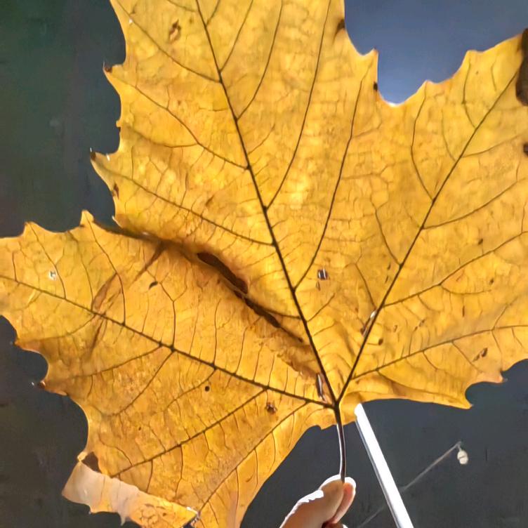 深夜手稿（养生）