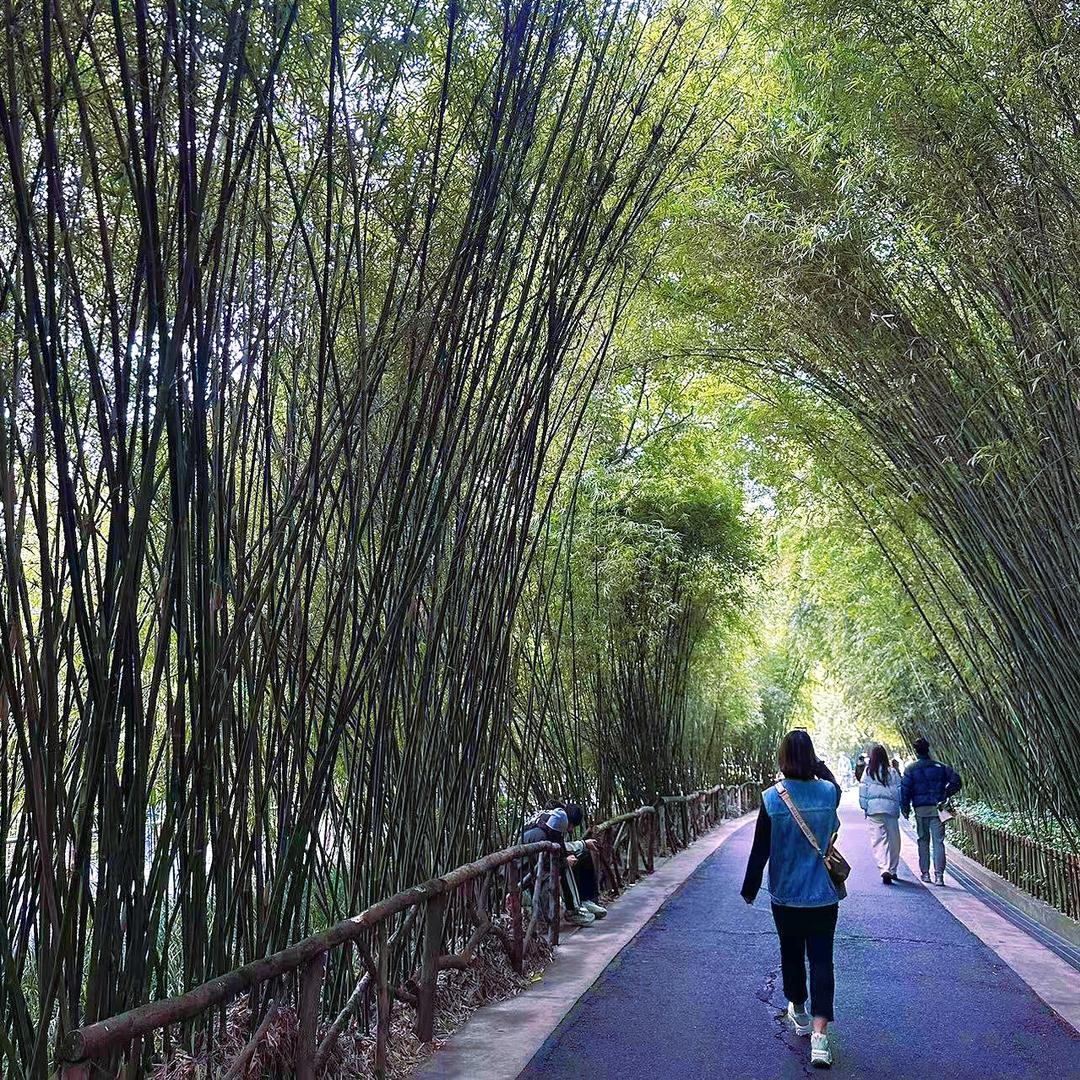 任小鹿