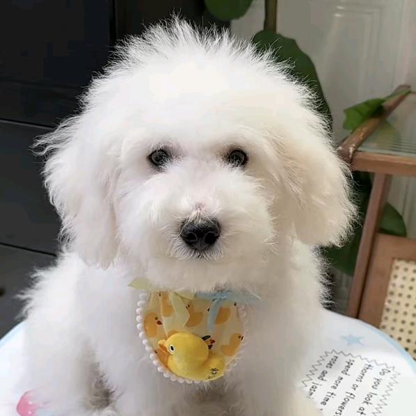 元宝是只小比熊