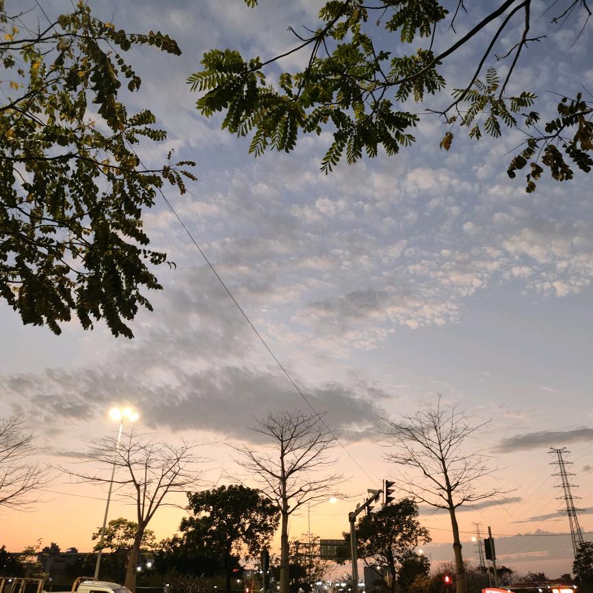 白日猫