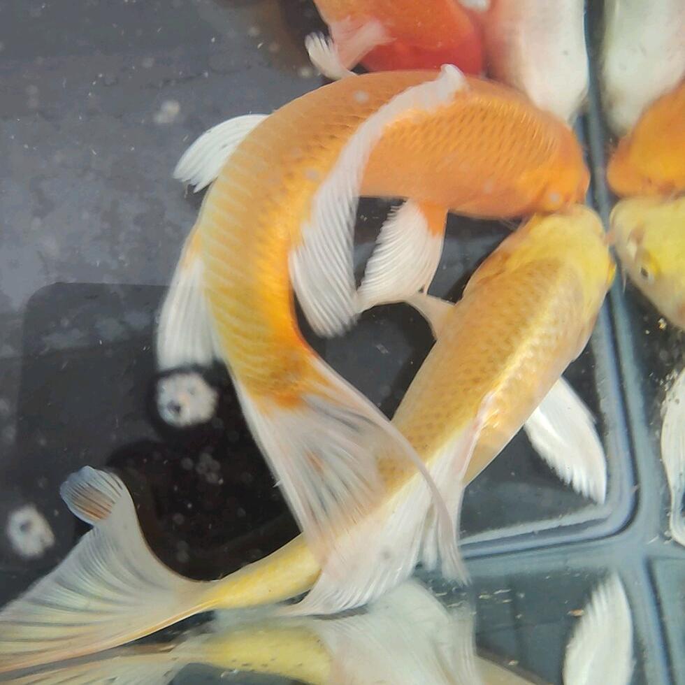 富贵鱼水族馆