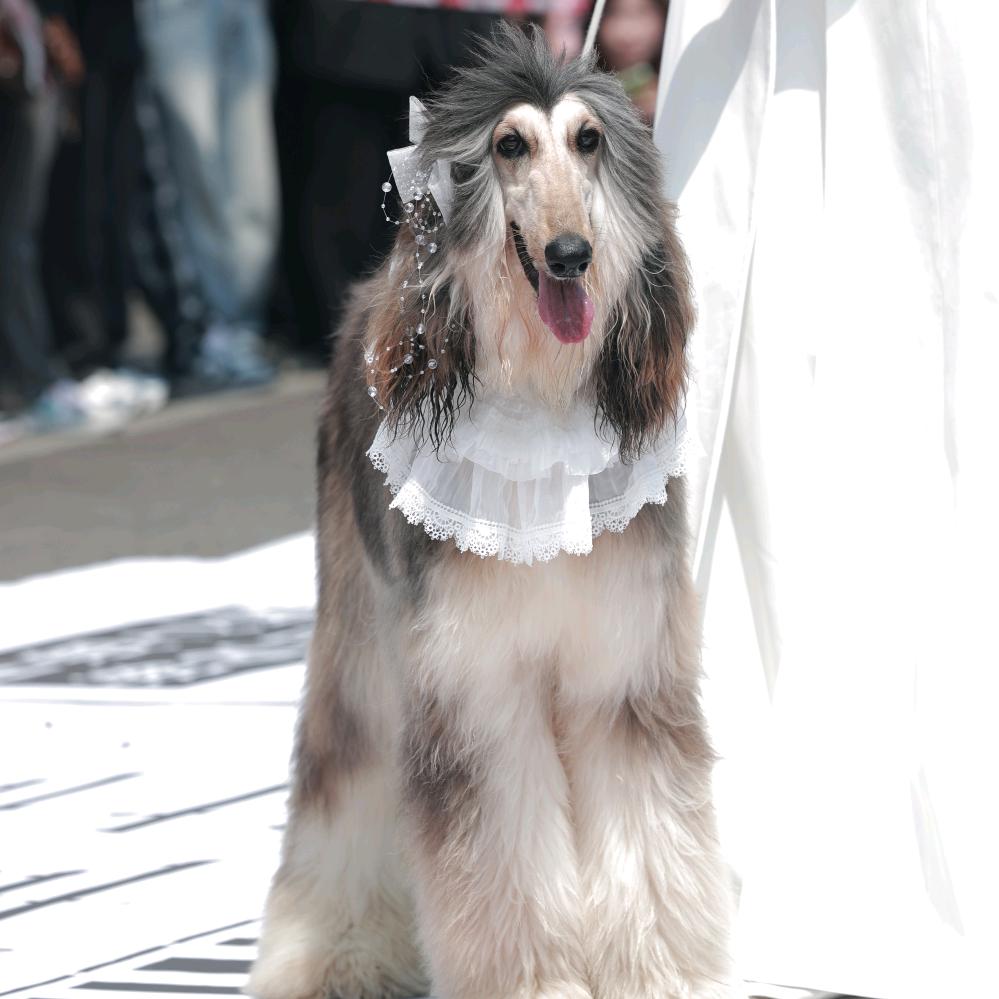 里德爱宠优选（宠物手工烘焙）