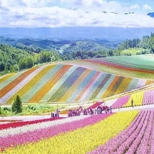 九月方糖