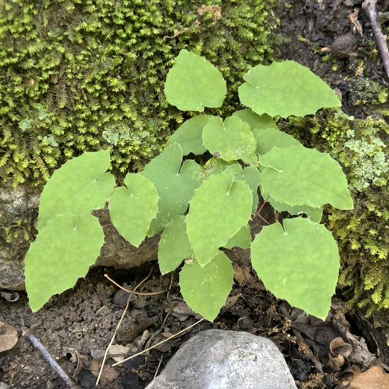 甘肃小蔡野山货