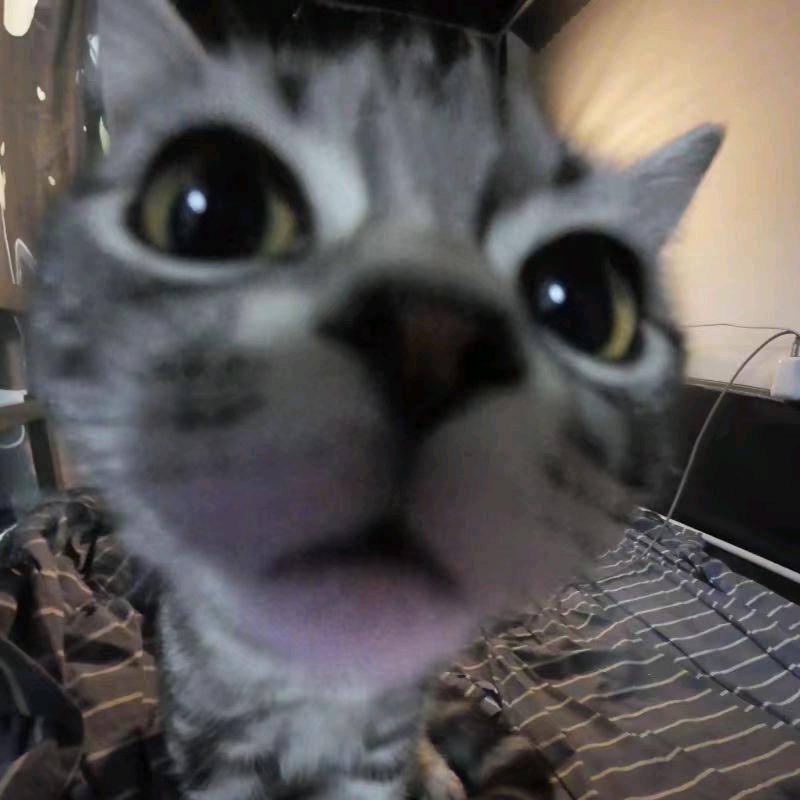 吃面爱吃醋小花猫