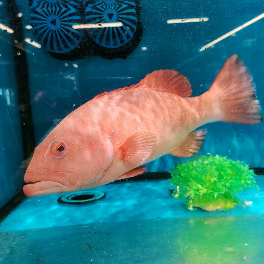 海绵宝宝爱吃鱼