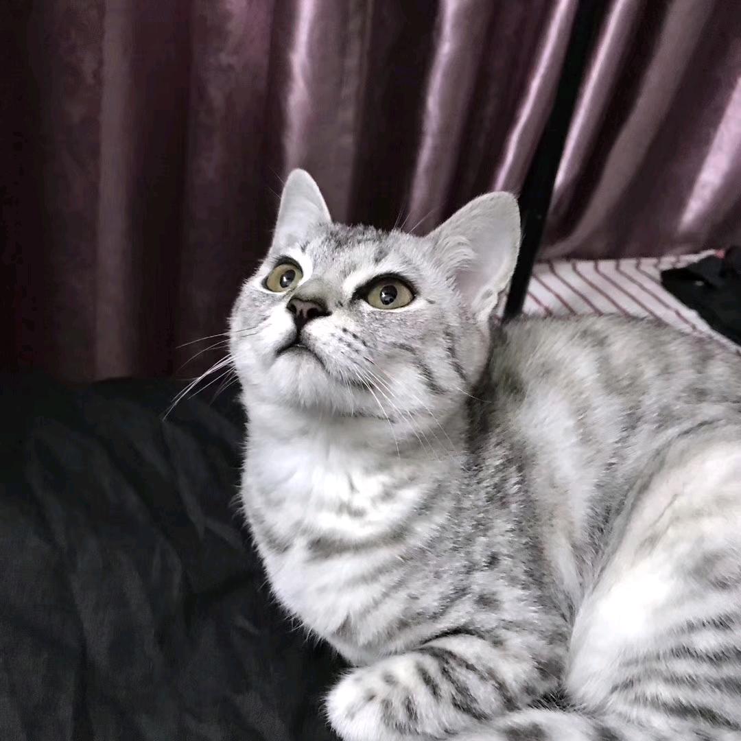 Aurora=͟͟͞͞ʕ•̫͡•ʔ