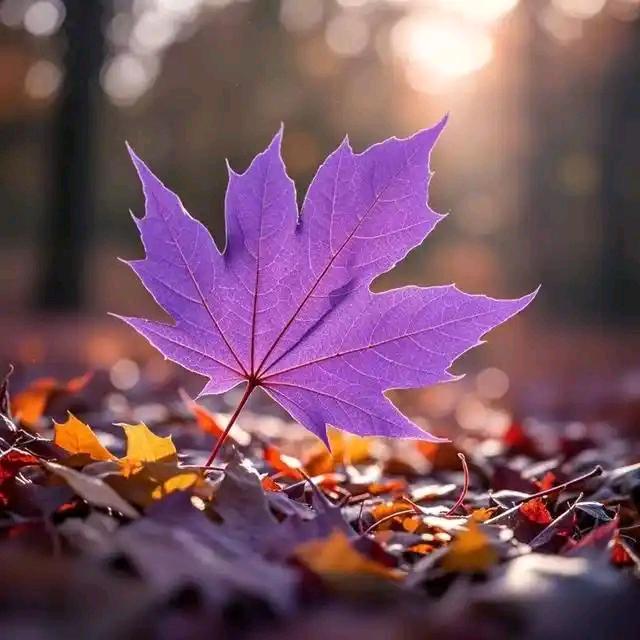 🍁枫🍂