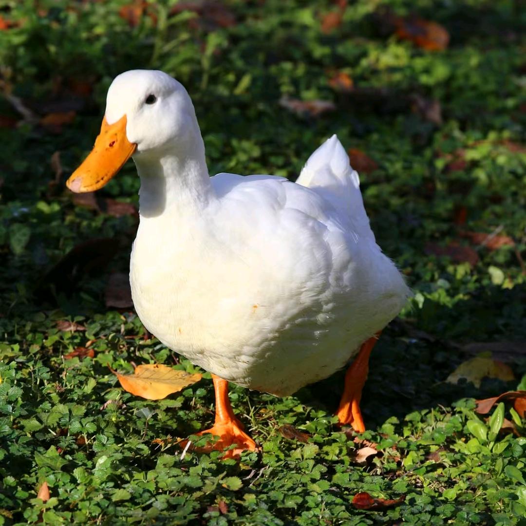 鸭鹅知识大讲堂