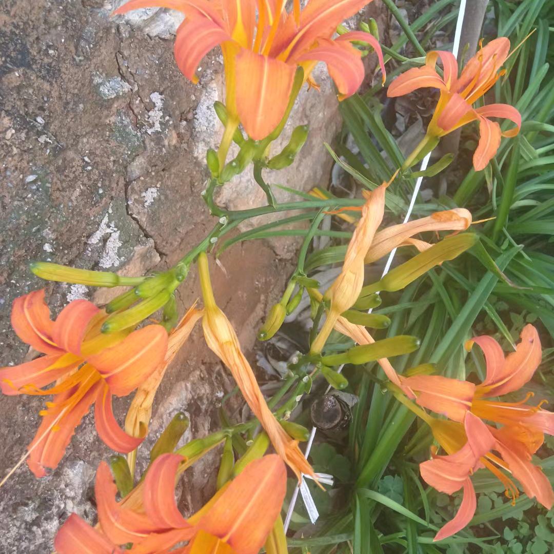 এۣۖิ 余生ღ