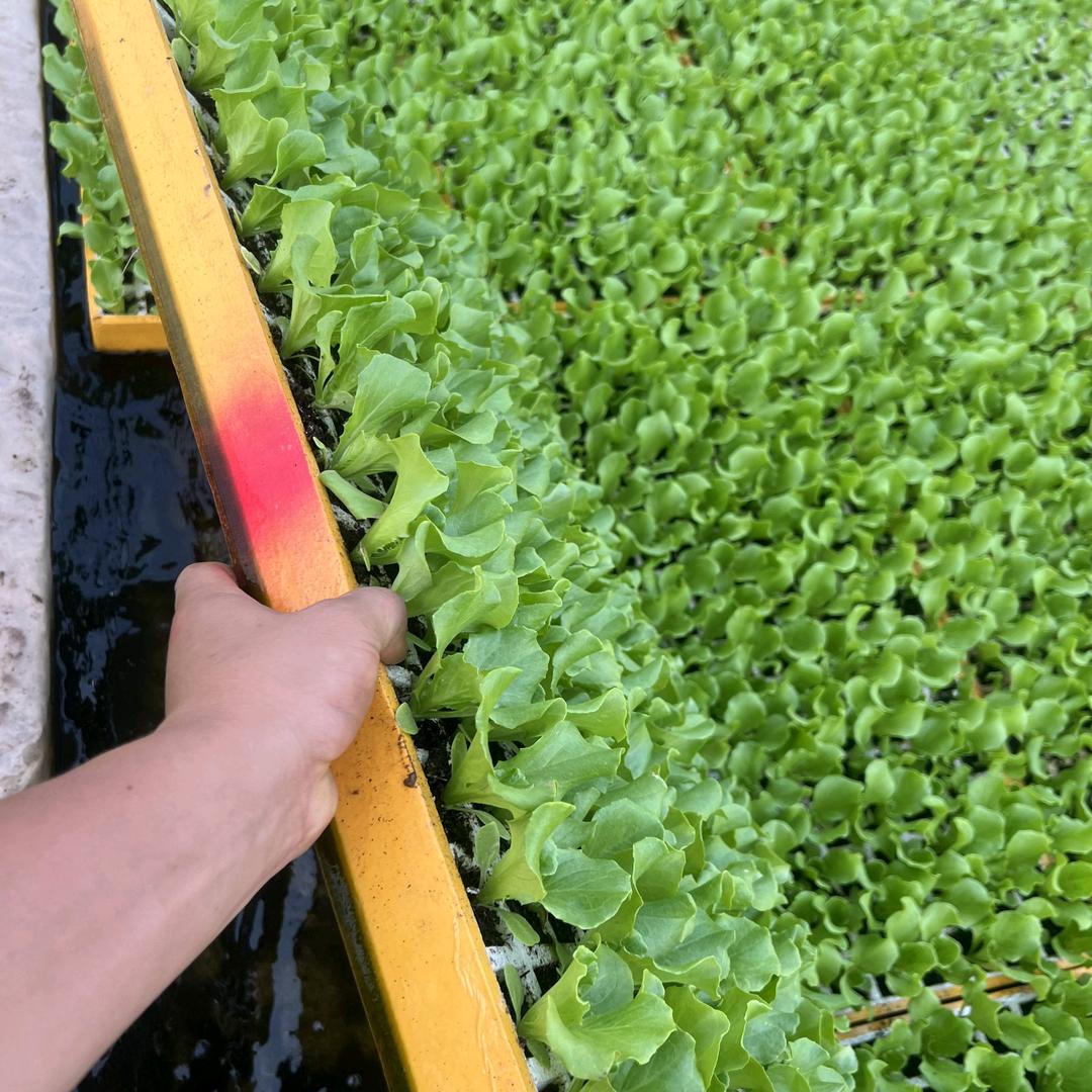 丰收蔬菜育苗基地