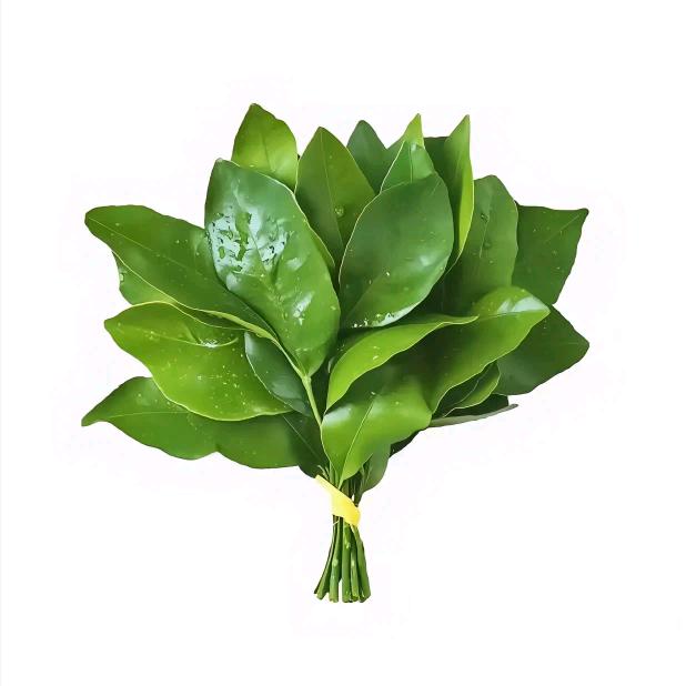 爱吃香菜的小郭