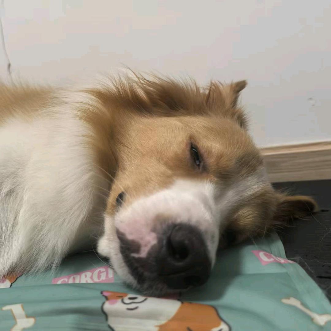 元宝烧烤抓不着