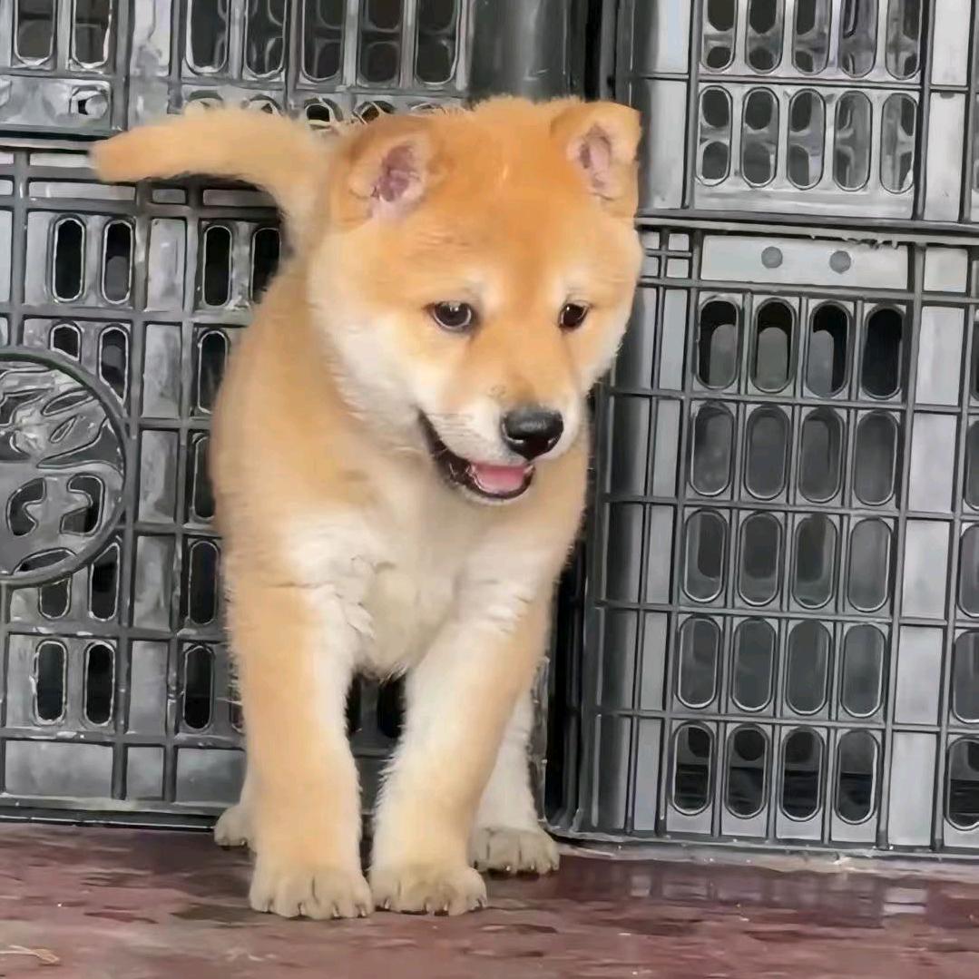 中华田园犬（代淘）