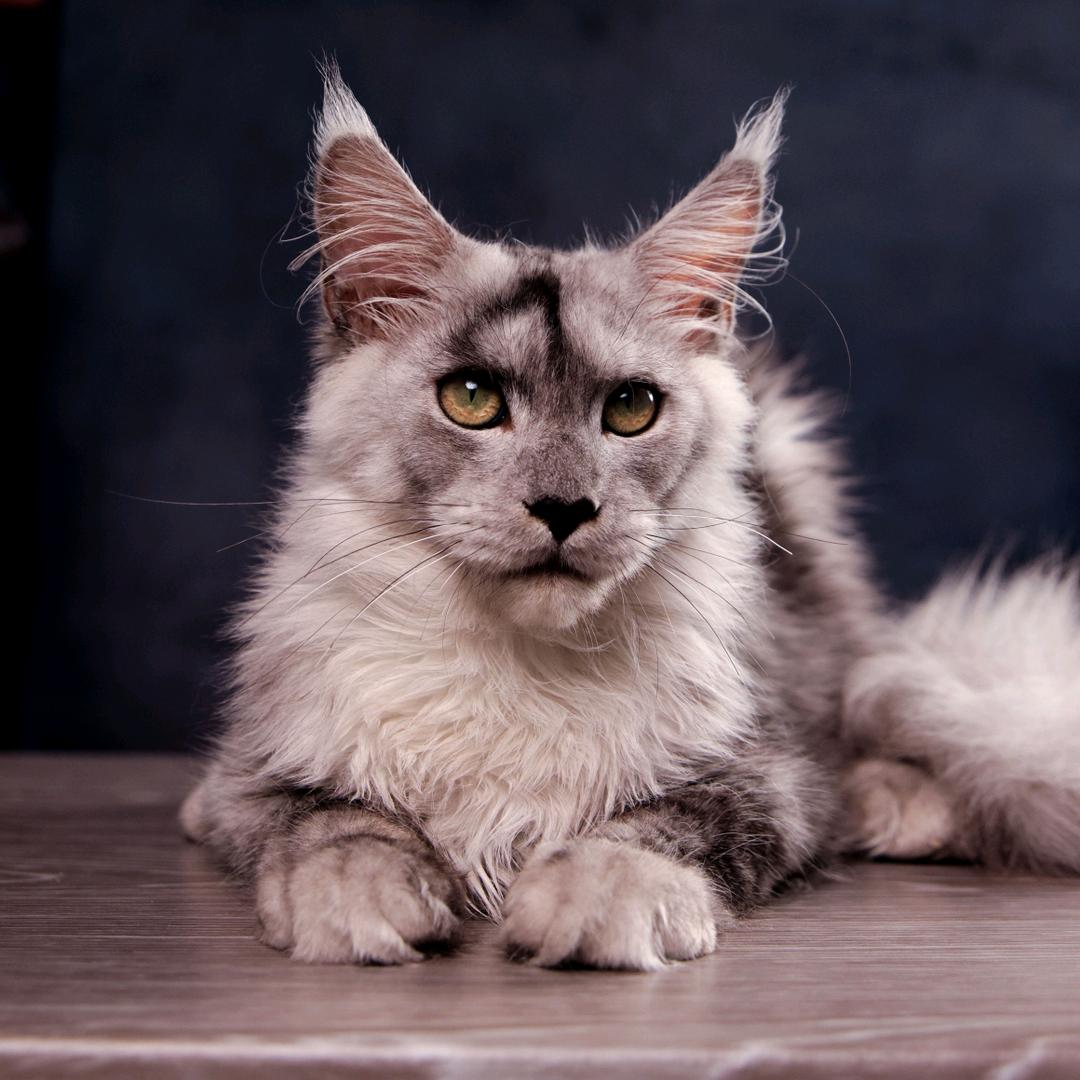 卡兹·Kazz缅因猫舍