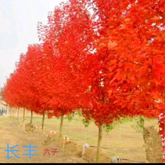 六子(草莓王子）