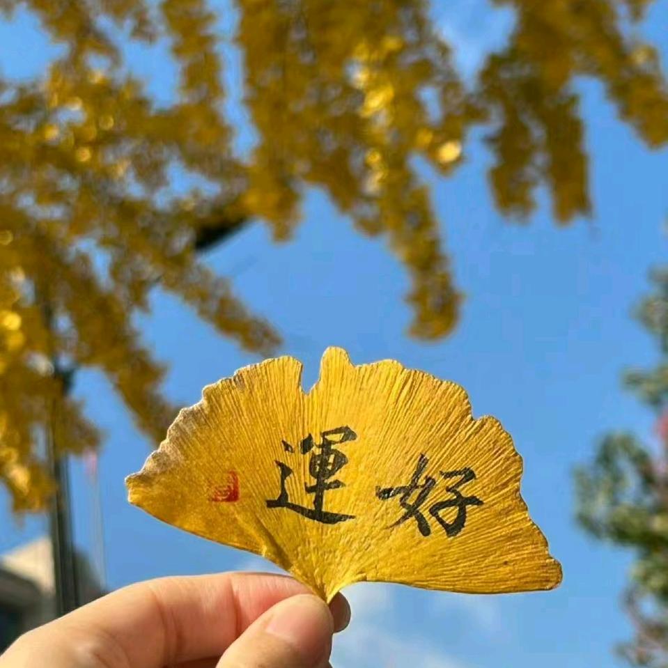TT锦鲤附体